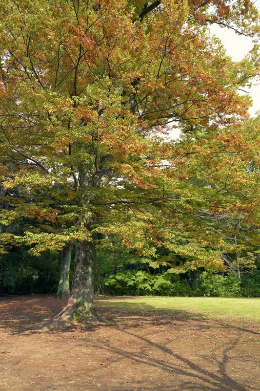 『穏やかな陽だまりと色づく公園の大樹』

📸 NIKON ZR + NIKKOR Z 24-70m...の画像
