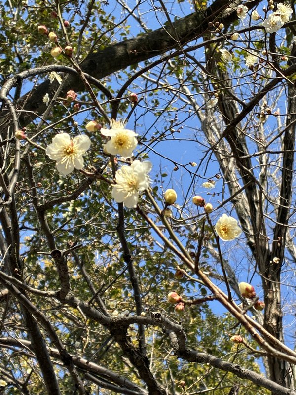 『青空に咲く早春の白梅とほころぶ蕾』

📸 iPhone 16e + iPhone 16e bac...の画像