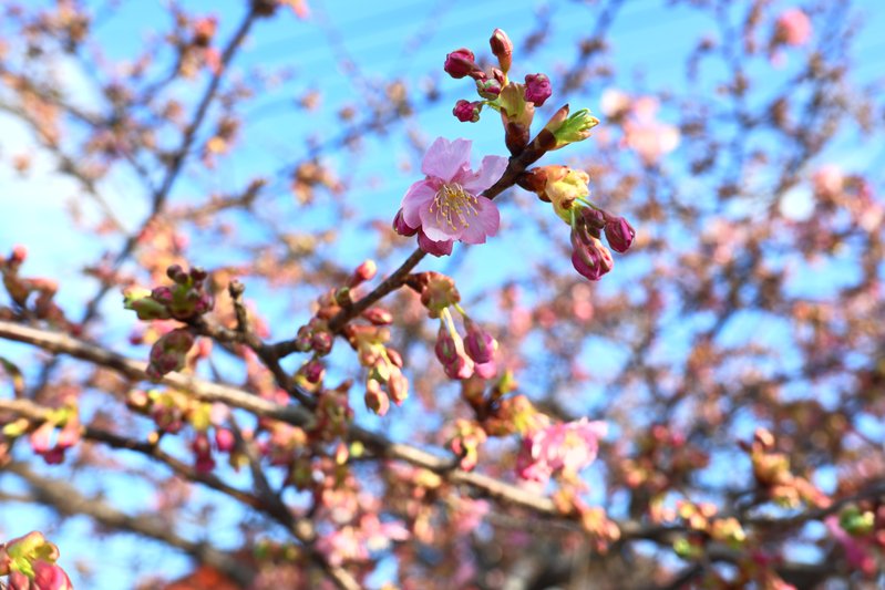 『つぼみほころぶ初春の柔らかな光景』

📸 NIKON ZR + NIKKOR Z 35mm f/...の画像