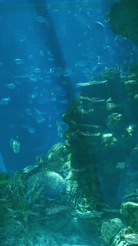 青い海底で群れが泳ぐ静かな時間
0:16 | 2160x3840
#videostrの動画