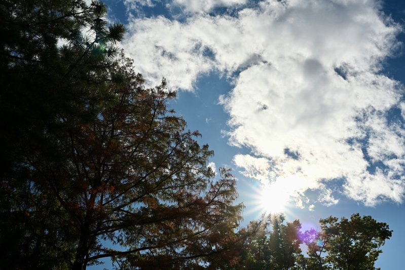 『光差す青空と木々の穏やかな午後』

📸 NIKON ZR + NIKKOR Z 35mm f/1...の画像