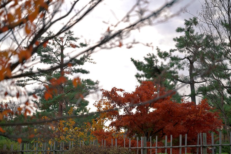 『柵越しに見る晩秋の静かな紅葉風景』

📸 NIKON ZR + NIKKOR Z 24-70mm...の画像