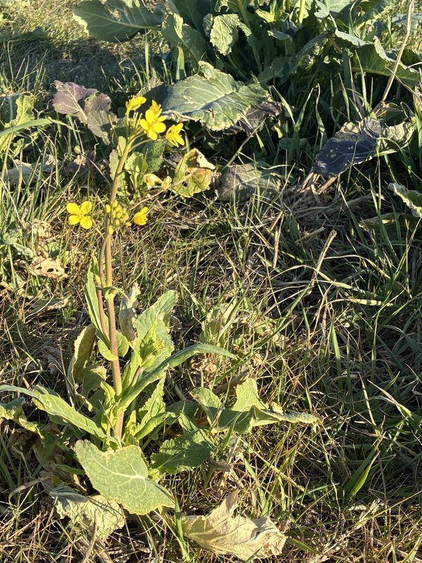 『野の小さな黄色い花と午後のひだまり』

📸 iPhone 16e + iPhone 16e ba...の画像