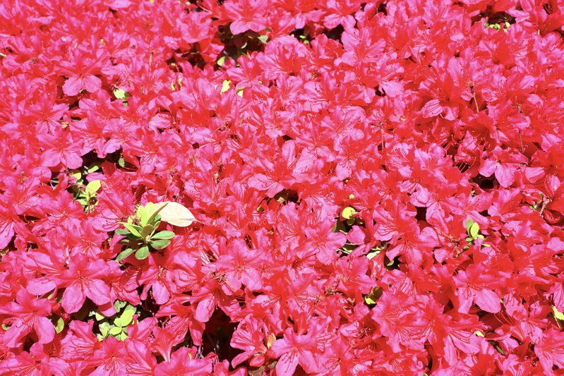 『鮮やかな赤の花が満ちる絨毯の景色』

📸 NIKON ZR + NIKKOR Z 35mm f/...の画像