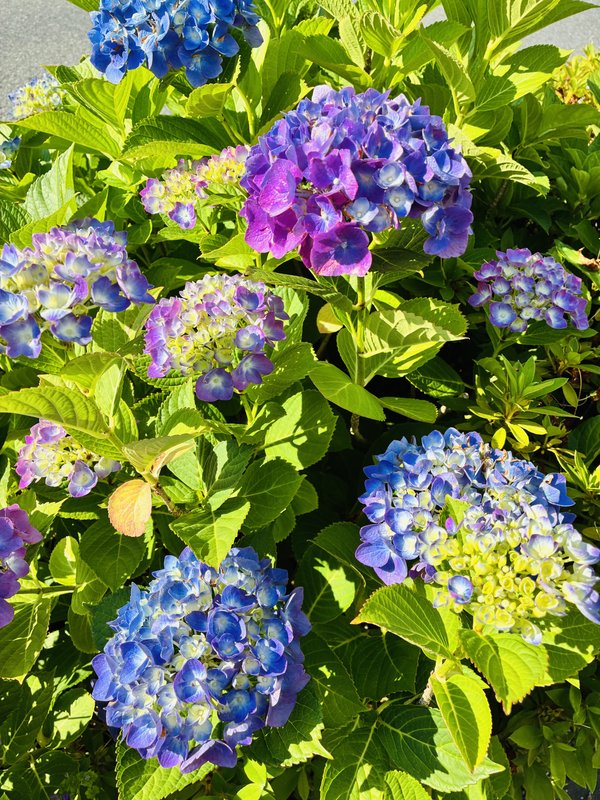 『朝日に輝く色とりどりの紫陽花たち』

📸 iPhone 16e + iPhone 16e bac...の画像